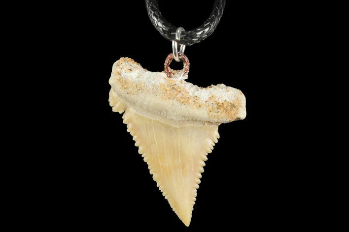 Fossil Shark (Palaeocarcharodon) Tooth Necklace -Morocco #110246
